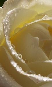 Preview wallpaper white rose, petals, drops