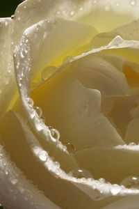 Preview wallpaper white rose, petals, drops