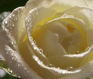 Preview wallpaper white rose, petals, drops