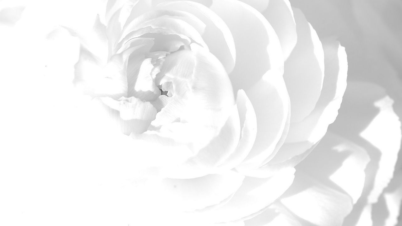 Wallpaper white rose, petals, flower, bright