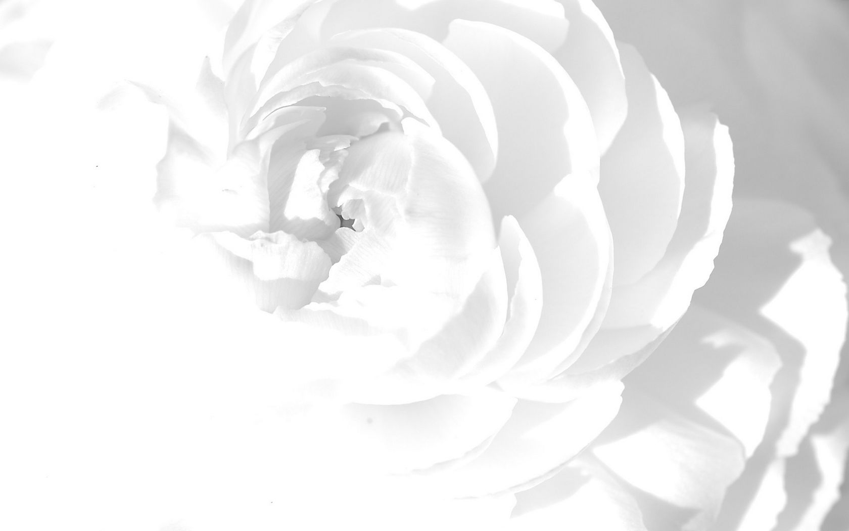 download-wallpaper-1680x1050-white-rose-petals-flower-bright