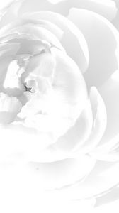 Preview wallpaper white rose, petals, flower, bright