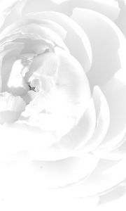 Preview wallpaper white rose, petals, flower, bright