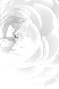 Preview wallpaper white rose, petals, flower, bright