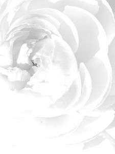 Preview wallpaper white rose, petals, flower, bright