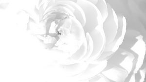 Preview wallpaper white rose, petals, flower, bright