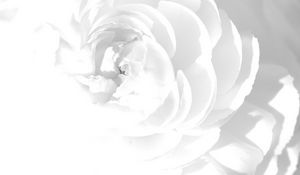 Preview wallpaper white rose, petals, flower, bright