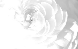 Preview wallpaper white rose, petals, flower, bright