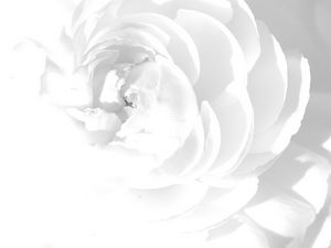 Preview wallpaper white rose, petals, flower, bright