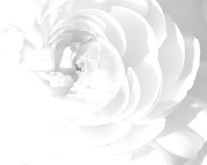 Preview wallpaper white rose, petals, flower, bright