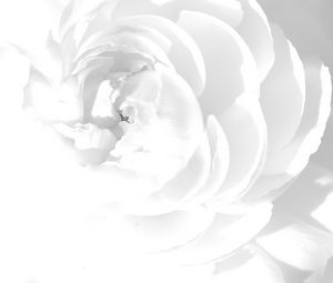 Preview wallpaper white rose, petals, flower, bright