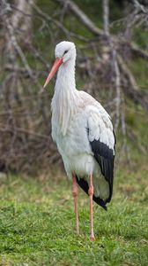 Preview wallpaper white stork, stork, bird, beak