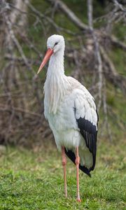 Preview wallpaper white stork, stork, bird, beak