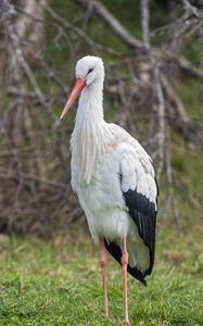 Preview wallpaper white stork, stork, bird, beak