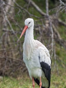 Preview wallpaper white stork, stork, bird, beak