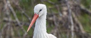 Preview wallpaper white stork, stork, bird, beak