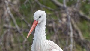 Preview wallpaper white stork, stork, bird, beak