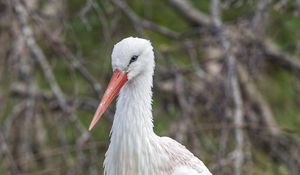 Preview wallpaper white stork, stork, bird, beak