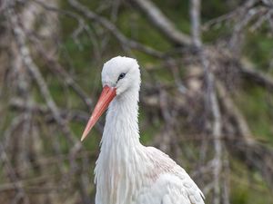 Preview wallpaper white stork, stork, bird, beak