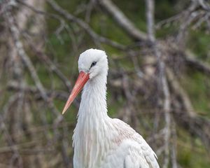 Preview wallpaper white stork, stork, bird, beak