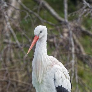 Preview wallpaper white stork, stork, bird, beak