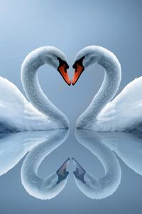 Preview wallpaper white swans, couple, heart, reflection