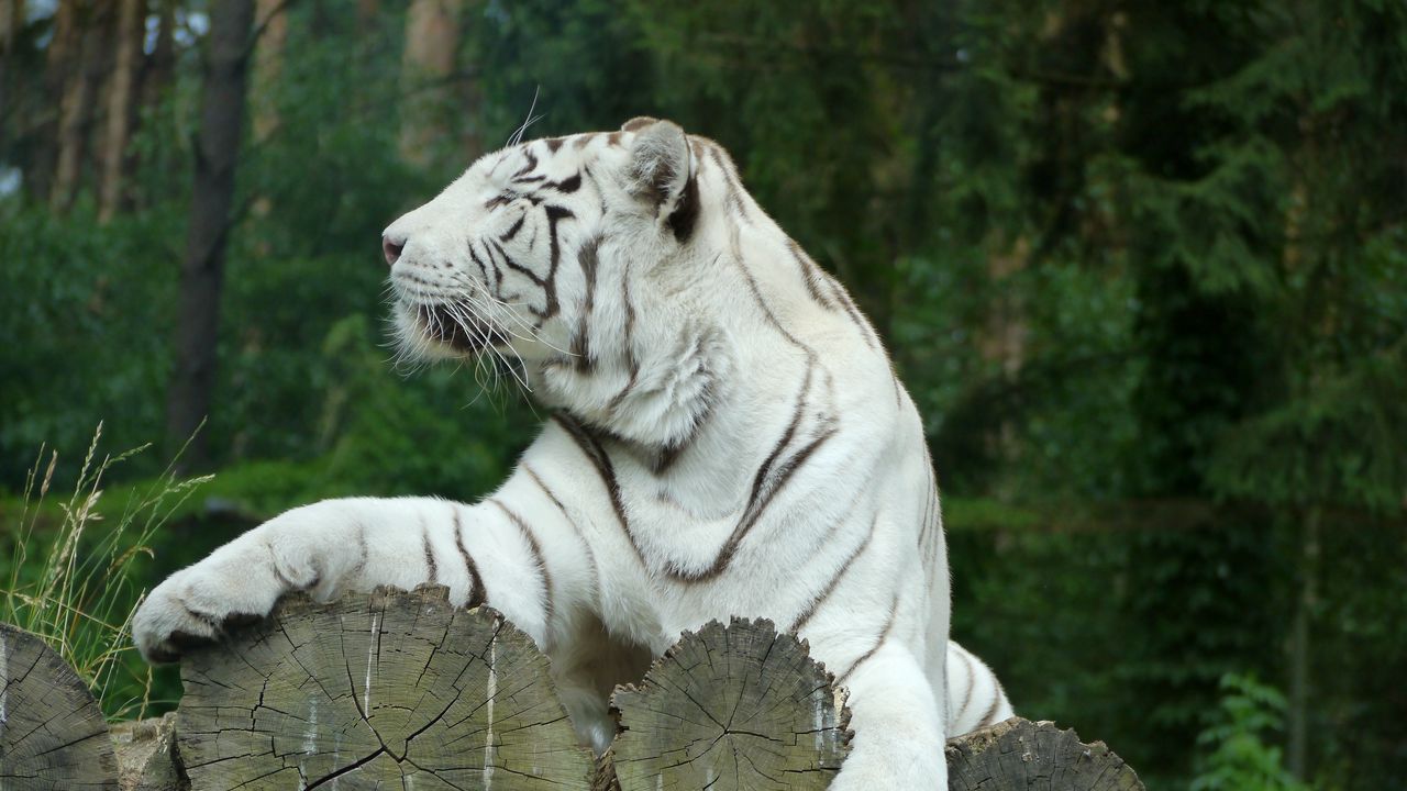 Wallpaper white tiger, bengal tiger, predator