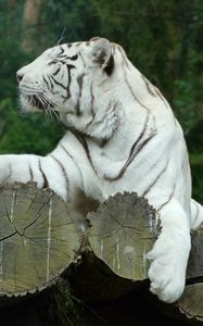 Preview wallpaper white tiger, bengal tiger, predator