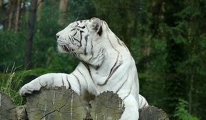 Preview wallpaper white tiger, bengal tiger, predator