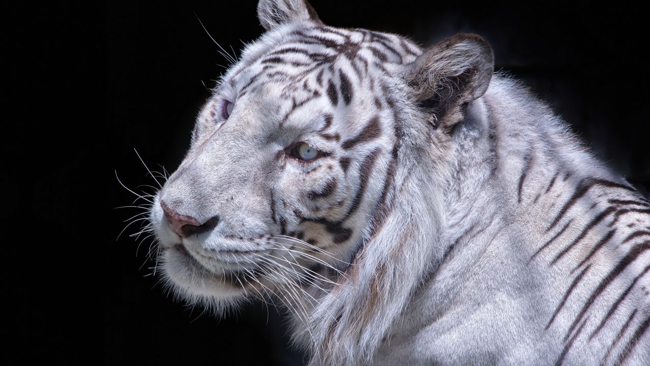 Wallpaper white tiger, carnivore, muzzle, cat