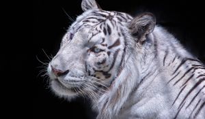 Preview wallpaper white tiger, carnivore, muzzle, cat
