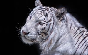 Preview wallpaper white tiger, carnivore, muzzle, cat
