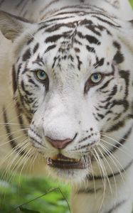 Preview wallpaper white tiger, glance, predator, big cat