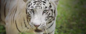 Preview wallpaper white tiger, glance, predator, big cat