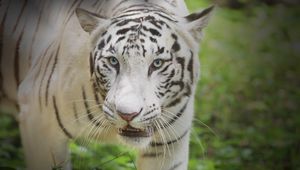 Preview wallpaper white tiger, glance, predator, big cat