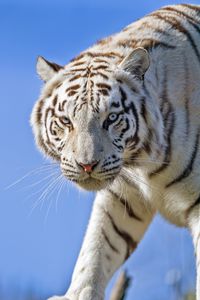 Preview wallpaper white tiger, glance, predator, big cat, log