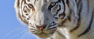 Preview wallpaper white tiger, glance, predator, big cat, log