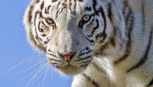 Preview wallpaper white tiger, glance, predator, big cat, log