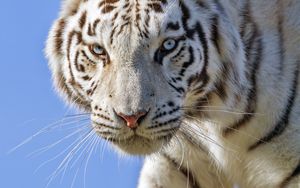 Preview wallpaper white tiger, glance, predator, big cat, log