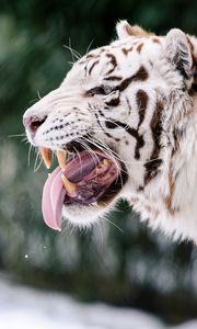 Preview wallpaper white tiger, grin, protruding tongue, predator