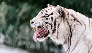 Preview wallpaper white tiger, grin, protruding tongue, predator