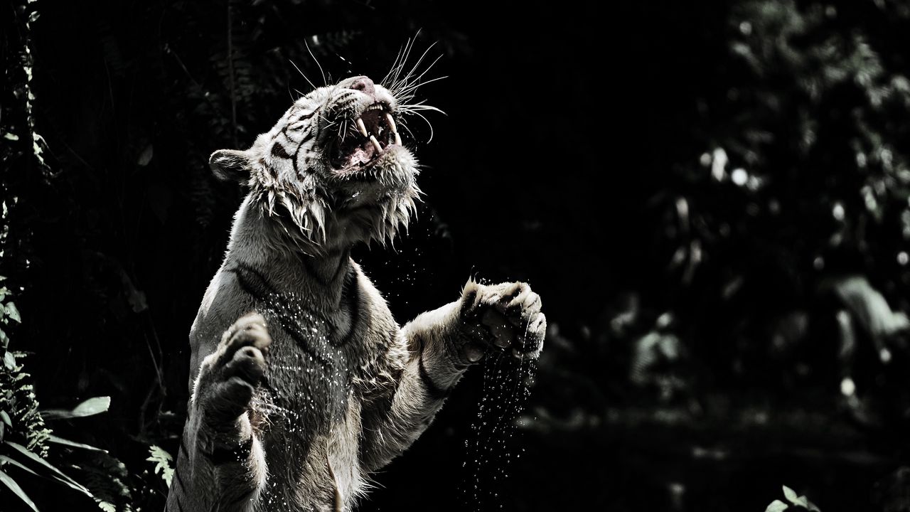 Wallpaper white tiger, grin, spray, tiger, predator, big cat