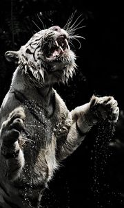 Preview wallpaper white tiger, grin, spray, tiger, predator, big cat