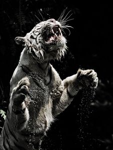 Preview wallpaper white tiger, grin, spray, tiger, predator, big cat