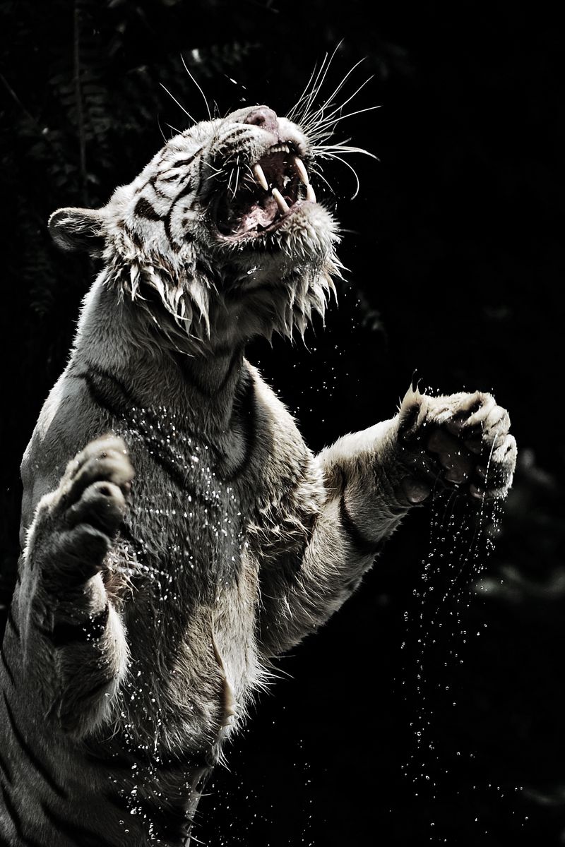 White Tiger IPhone Wallpaper HD  IPhone Wallpapers  iPhone Wallpapers