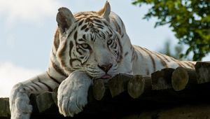 Preview wallpaper white tiger, manchurian, lie, striped