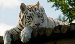 Preview wallpaper white tiger, manchurian, lie, striped