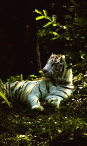 Preview wallpaper white tiger, pose, predator, grass