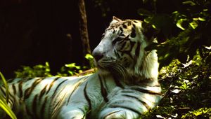 Preview wallpaper white tiger, pose, predator, grass