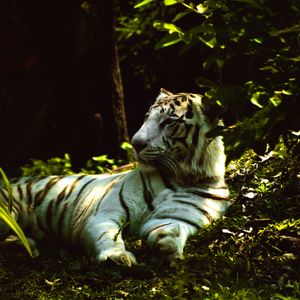 Preview wallpaper white tiger, pose, predator, grass